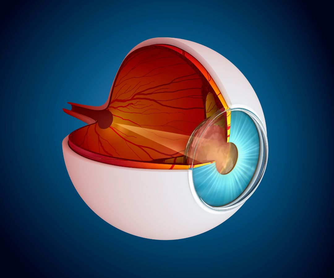 A importância do nervo óptico para a visão